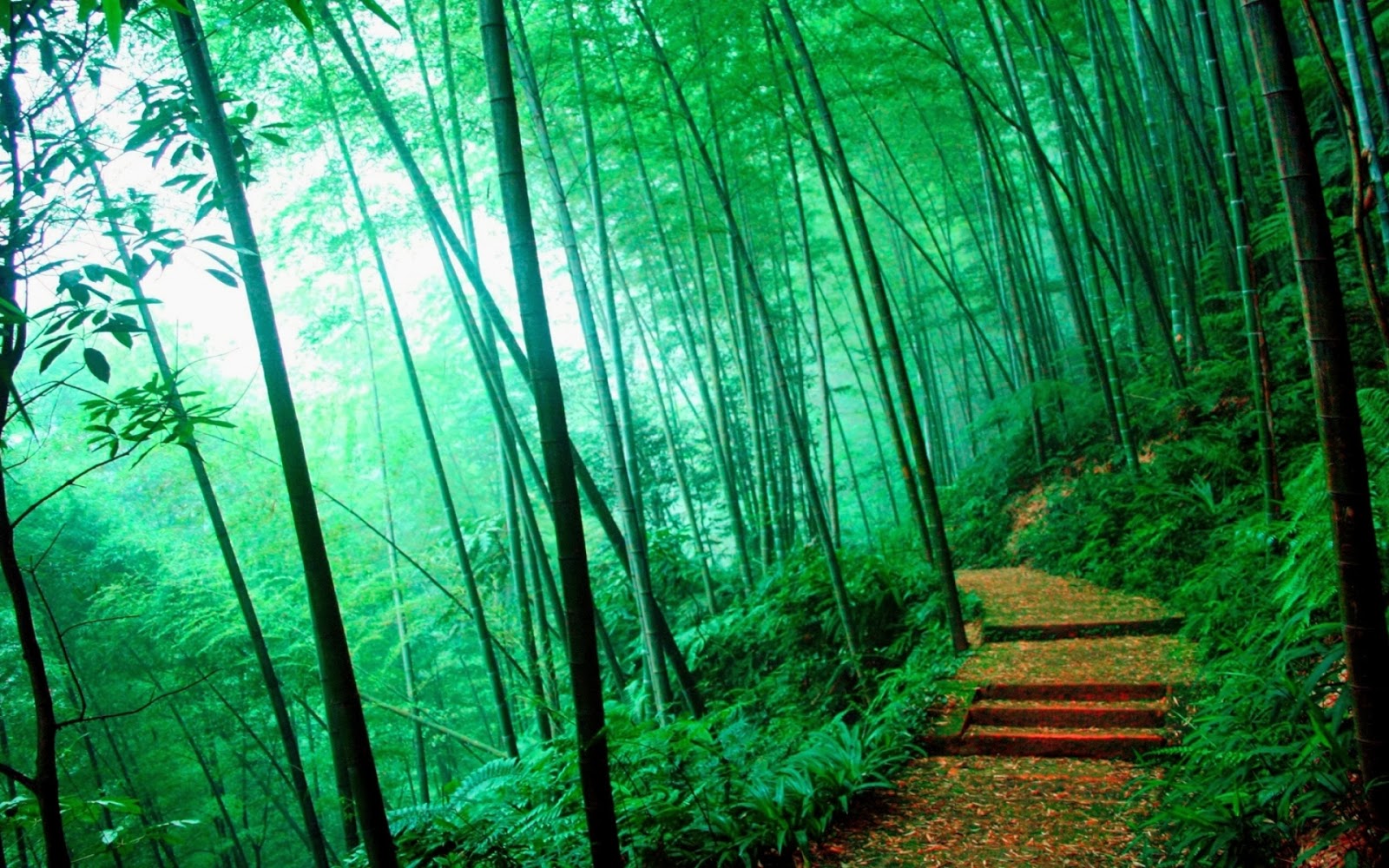 Bamboo Wallpapers Collections | Most beautiful places in the world